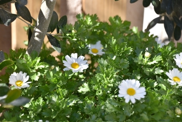 2月の誕生会🎂