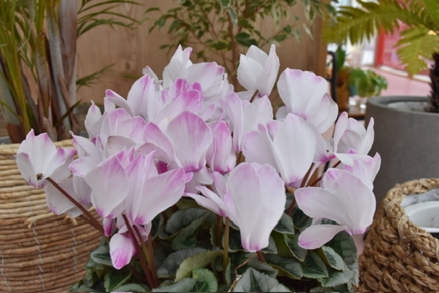 ダンボール製作♩