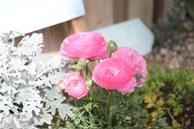 明日は卒園式🌸